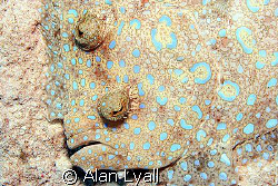 Peacock Flounder - Bonaire - Canon EOS350D; EF-S 60mm by Alan Lyall 